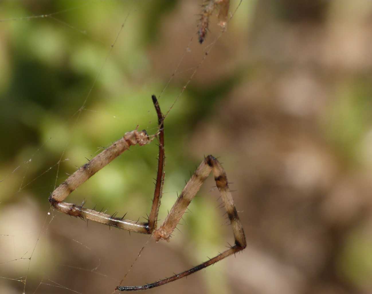 Il giallo dell''Argiope - Santa Teresa Gallura (OT)